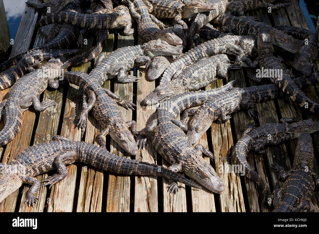 I capretti American alligatori (Alligator mississippiensis) illuminata dal sole a Gatorland - Orlando, Florida USA Foto Stock