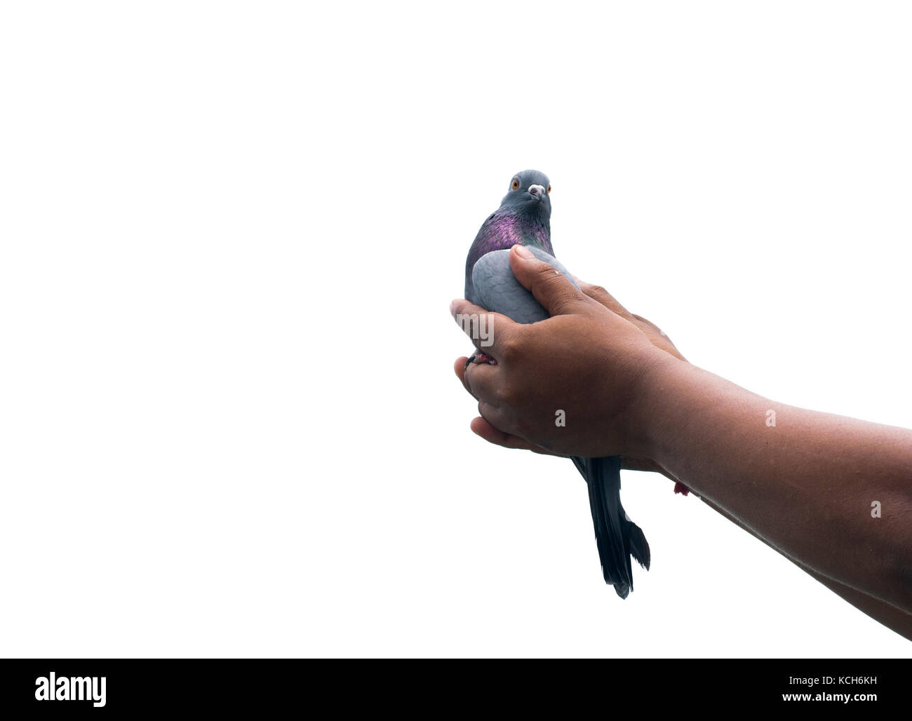Piccione in volo con le mani per dare libertà di speranza nuovo segno di amore purezza pace gioco bianco gara isolati su sfondo bianco Foto Stock