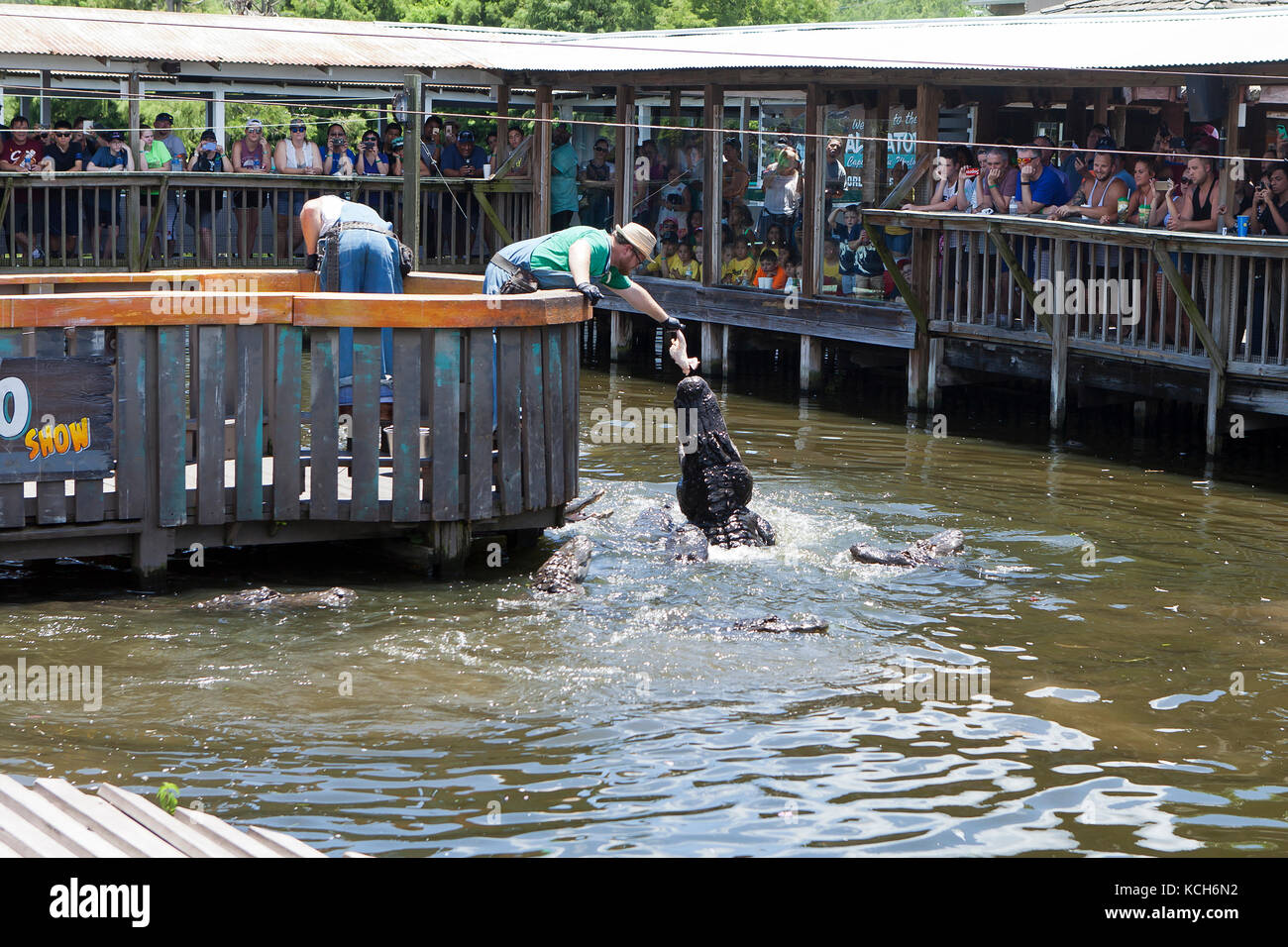 Alligatori essendo alimentato a Gator Jumparoo Spettacolo Gatorland, - Orlando, Florida USA Foto Stock