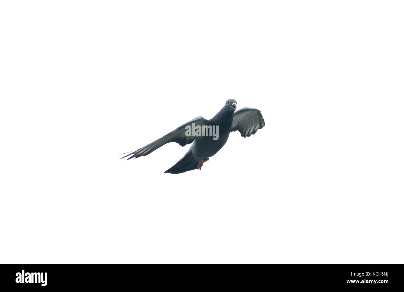 Piccione volare nel cielo con full speed racing game sport tornando con ali stirata feral verde blu bar wild Foto Stock