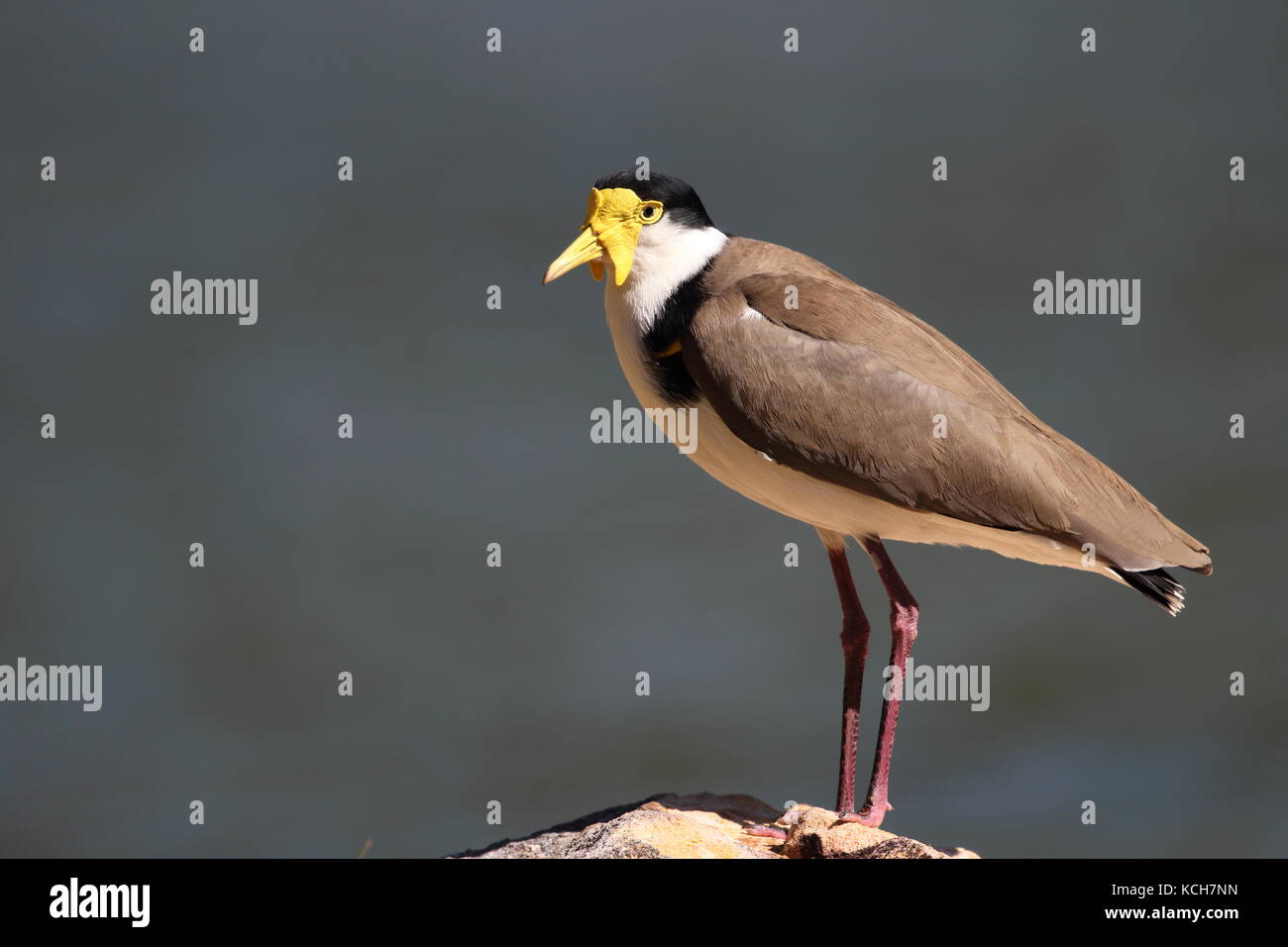 Dallo sperone o mascherato-plover Foto Stock