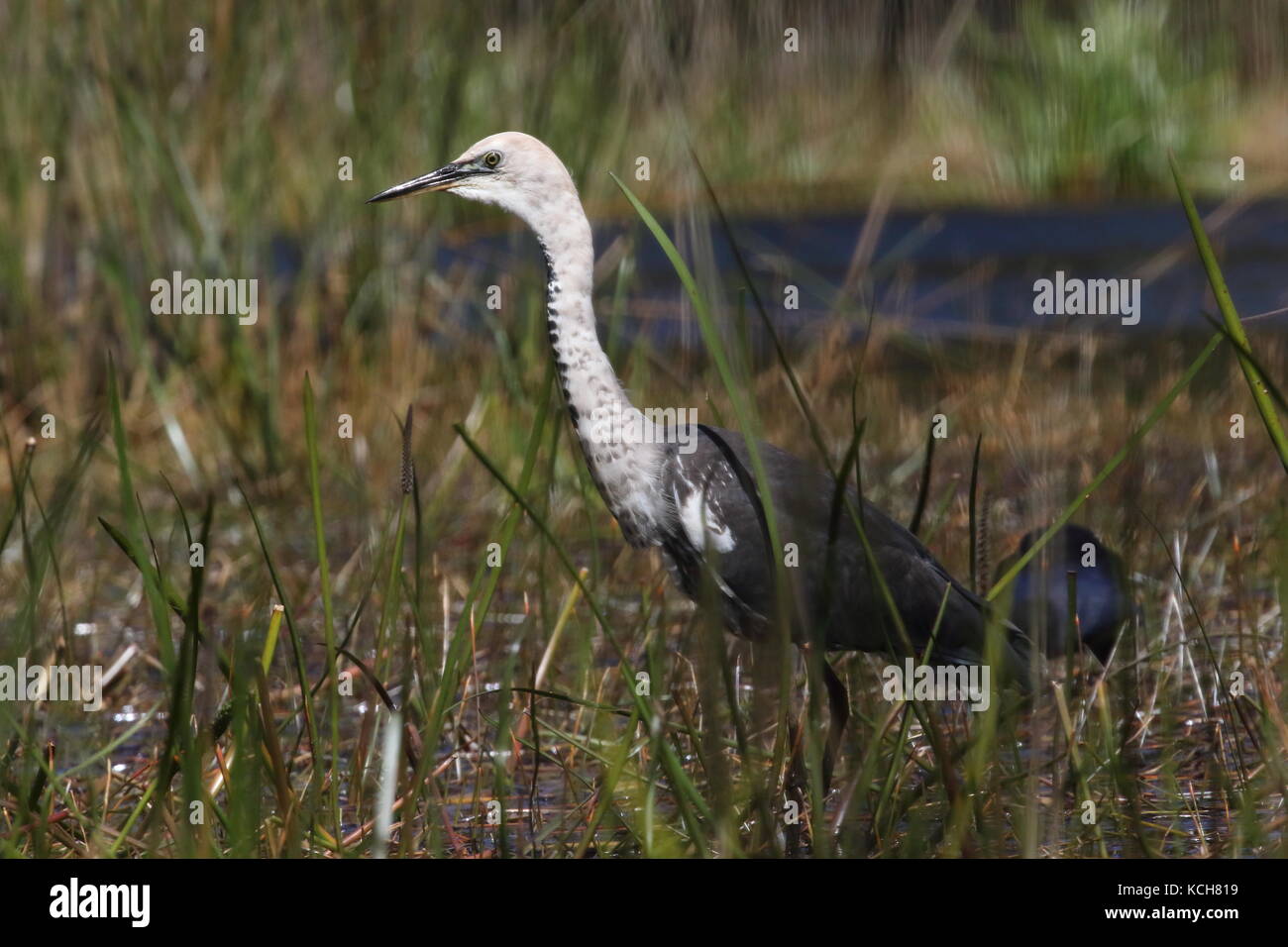 Bianco colli di airone di pesca tra i giunchi Foto Stock