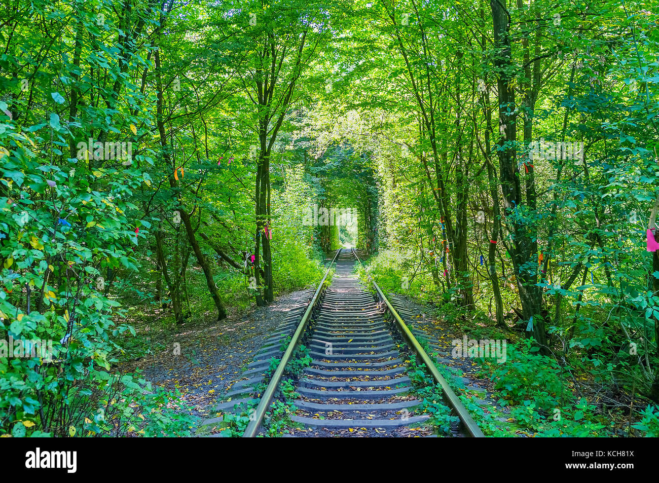 Camminando lungo il tunnel dell'amore, la parte della ferrovia con unica forma arcuata di alberi e cespugli intorno ad esso, creato da treni, muovendosi attraverso th Foto Stock