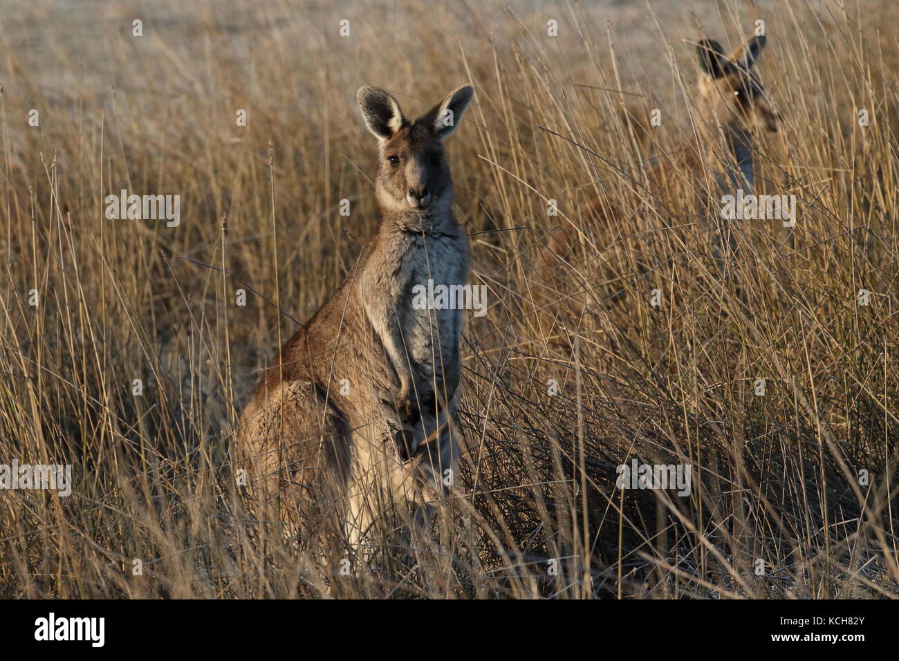 Orientale canguro grigio con custodia joey Foto Stock