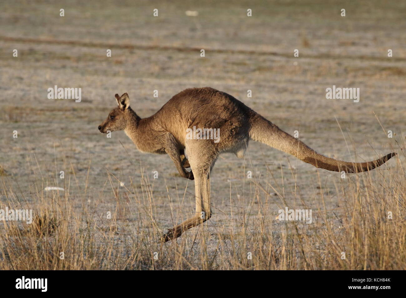 Grigio orientale a salto di canguro attraverso un campo Foto Stock
