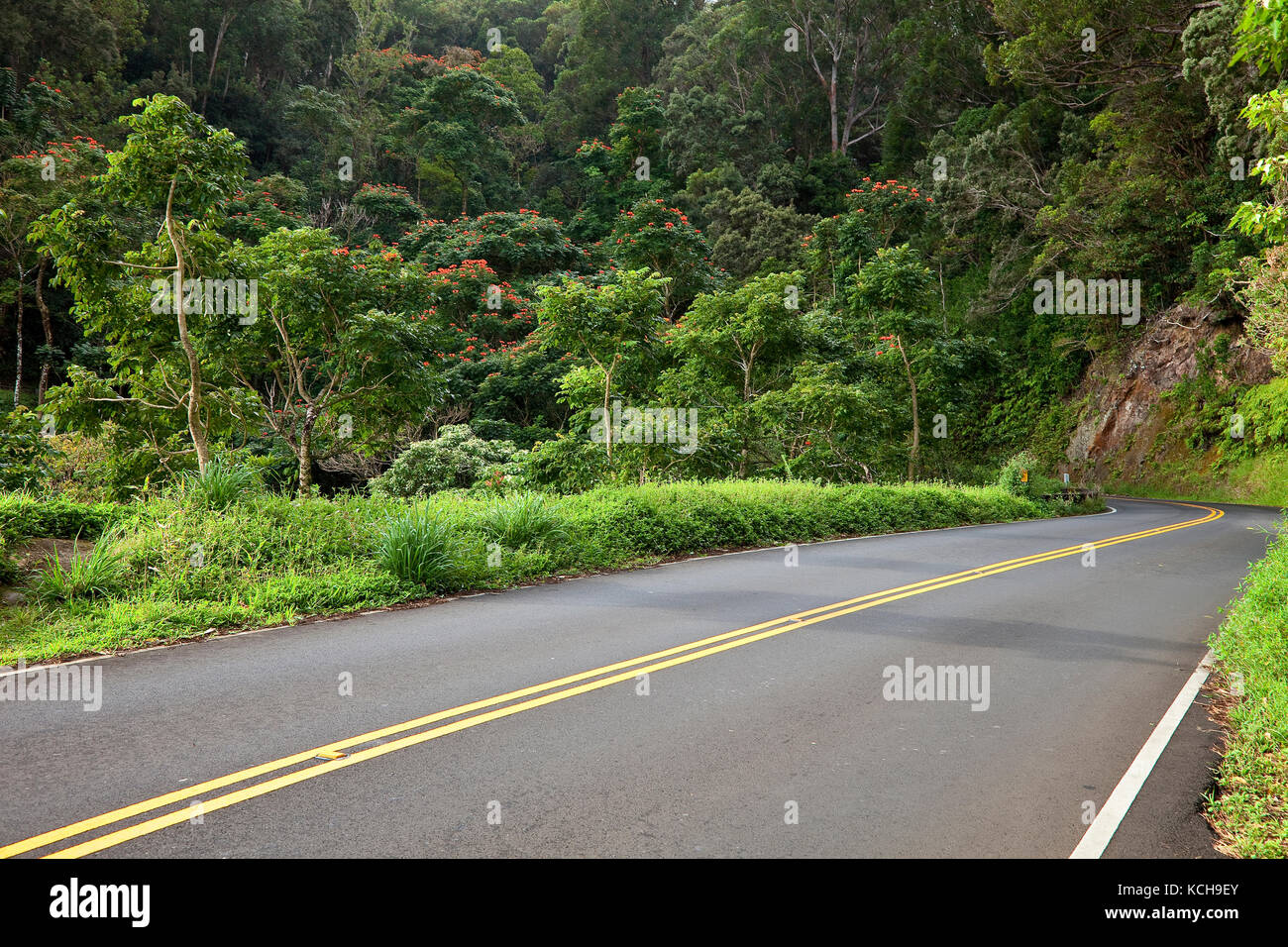 Autostrada 360 (strada a Hana) si snoda attraverso est la foresta pluviale di Maui, Maui, Hawaii Foto Stock