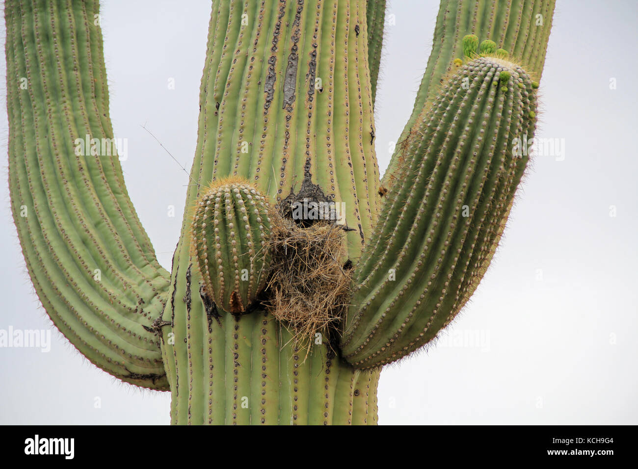 Nido di uccelli in un cactus Saguaro contro il cielo bianco Foto Stock