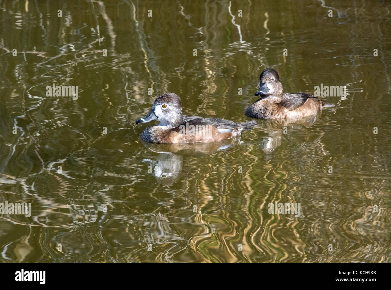 Anello di anatre a collo alto (Aythya collaris), femmine, Gilbert Ranch acqua, Gilbert, AZ Foto Stock
