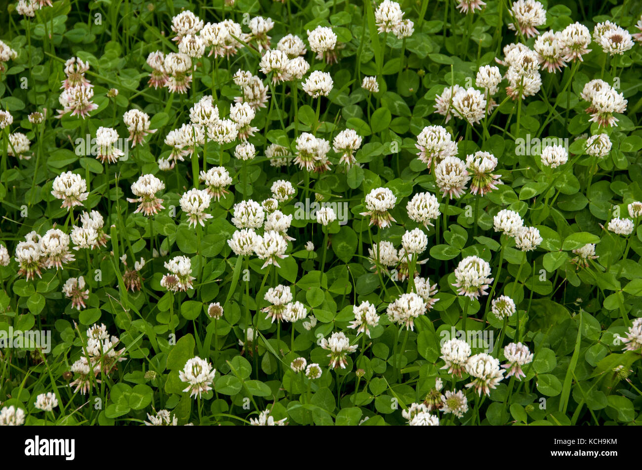 Bianco trifoglio olandese sul prato, Thunder Bay, ON, Canada Foto Stock