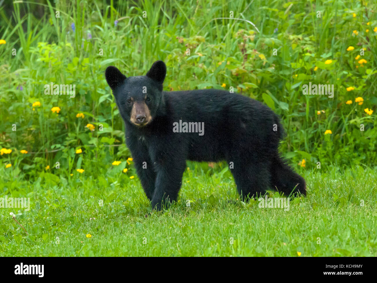 WIld American black bear (Ursus americanus) Cub nel primo anno, passeggiate in fioritura, prato erboso vicino Lago Superiore, Ontario Canada Foto Stock