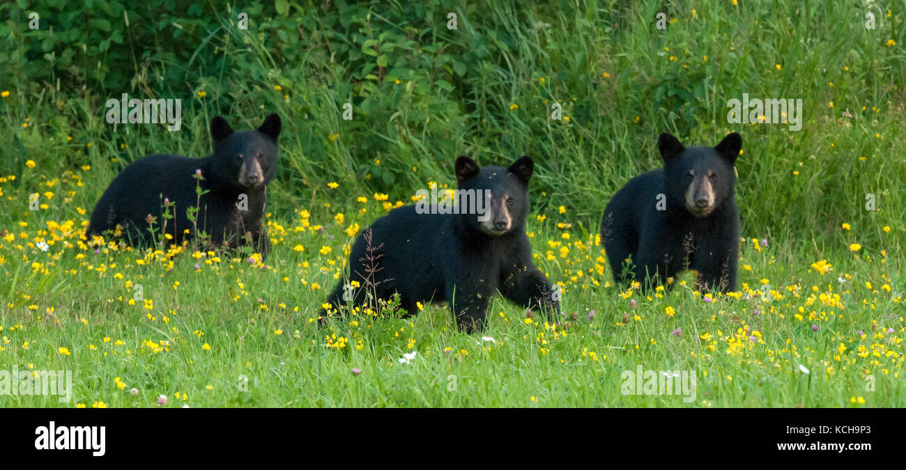 Tre, wIld American black bear (Ursus americanus) Cubs nel primo anno, passeggiate in fioritura, prato erboso vicino Lago Superiore, Ontario Canada Foto Stock