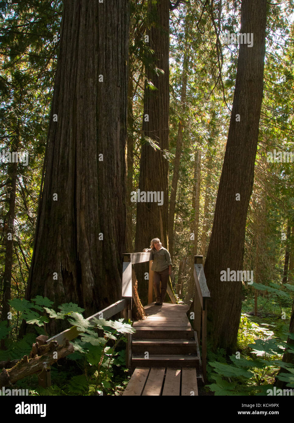 Donna che cammina sul sentiero presso l'antico sentiero forestale fuori PRINCE GEORGE, BC, Canada. Inland Rain Forest, Western Red Cedar (Thuja plicata), una vecchia foresta. Modello di Rilascio disponibili. Foto Stock