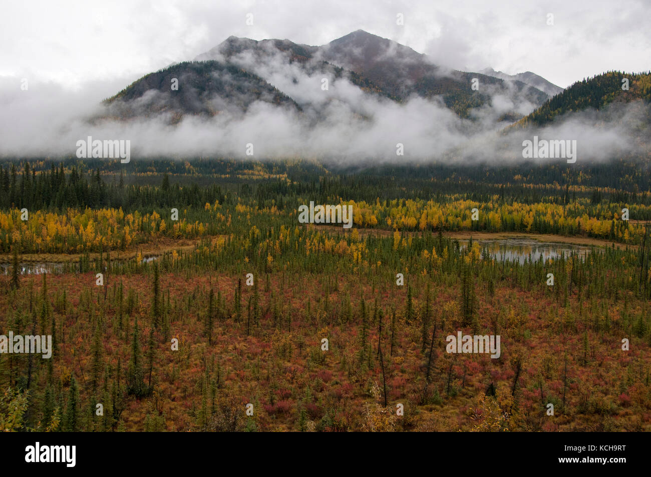 New Scenic 5 posti di autunno tundra lungo la Highway 1 in prossimità Tok, Alaska, Nord America. Foto Stock