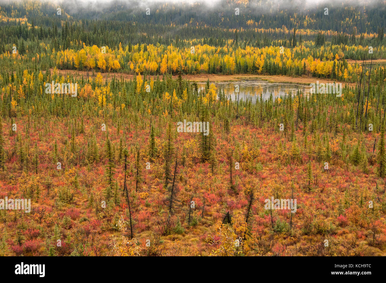 New Scenic 5 posti di autunno tundra lungo la Highway 1 in prossimità Tok, Alaska, Nord America. Foto Stock