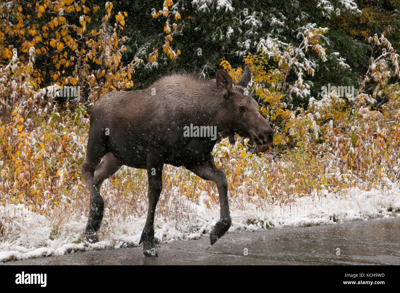 Moose polpaccio (Alces alces) attraversando wet, ghiacciate in autostrada in primo nevi della stagione invernale. Alaska Hwy, Alaska. Foto Stock