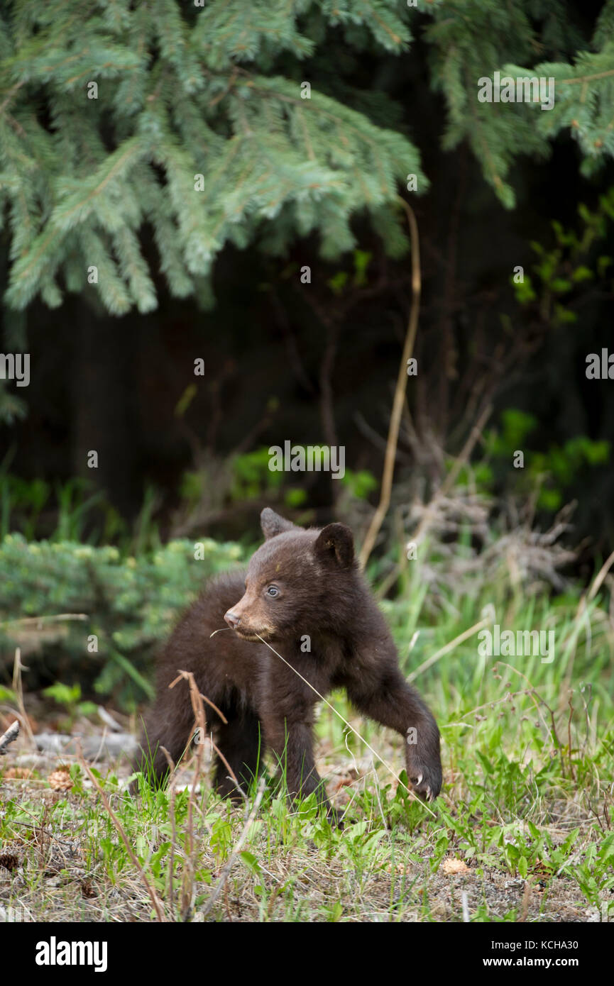 Orso nero, Ursus americanus, Cubs, Alberta, Canada Foto Stock