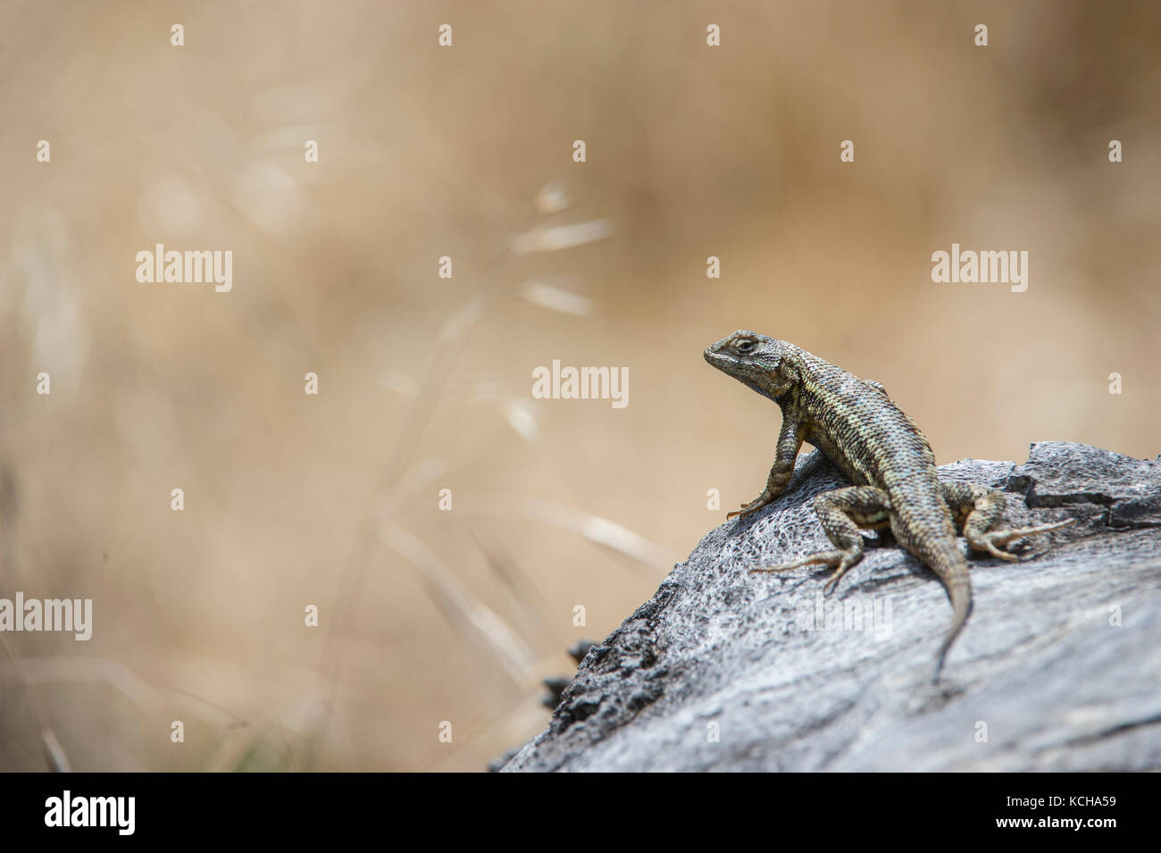 Recinzione occidentale Lizard, Sceloporus occidentalis, California centrale, STATI UNITI D'AMERICA Foto Stock