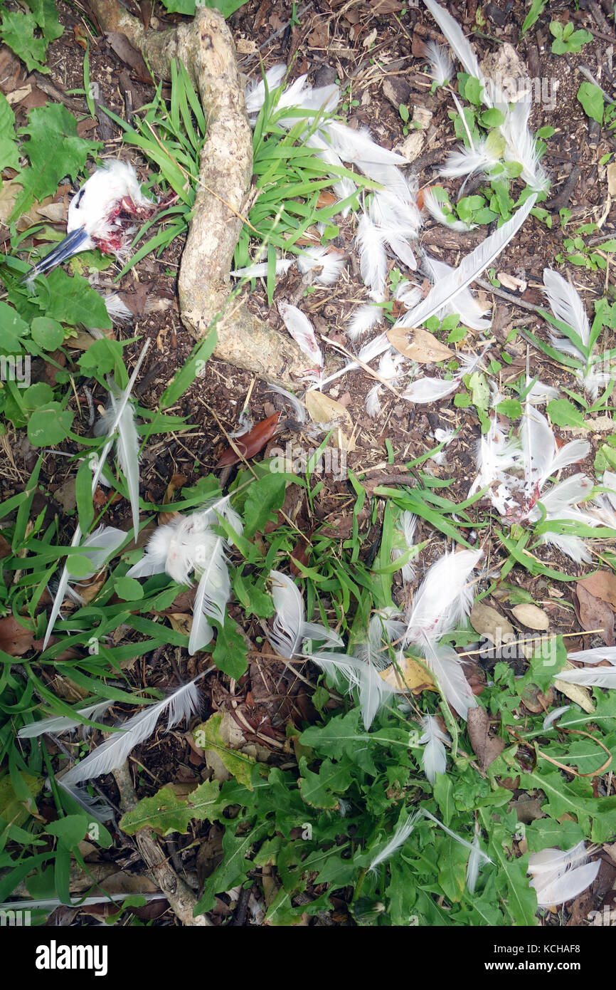 Bianco (tern Gygis alba) che è stato ucciso da introdotto il gufo mascherato (Tyto novaehollandiae castanops), Isola di Lord Howe, NSW, Australia Foto Stock