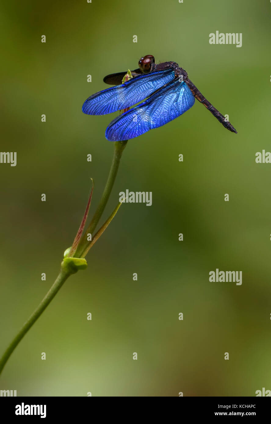 La foresta pluviale Bluewing (Zenithoptera fasciata), Costa Rica Foto Stock