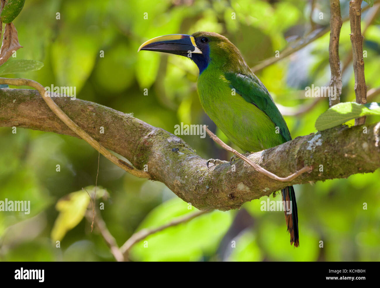 Toucanet smeraldo (Aulacorhynchus prasinus) a San Gerrardo de Dota, Costa Rica Foto Stock