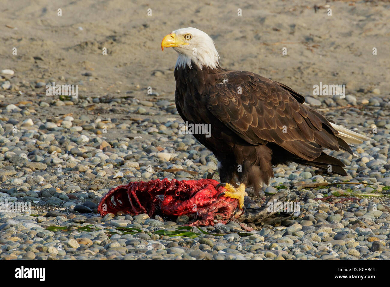 Aquila calva (Haliaeetus leucocephalus) mangiando un cucciolo di tenuta su una spiaggia in British Columbia, Canada. Foto Stock