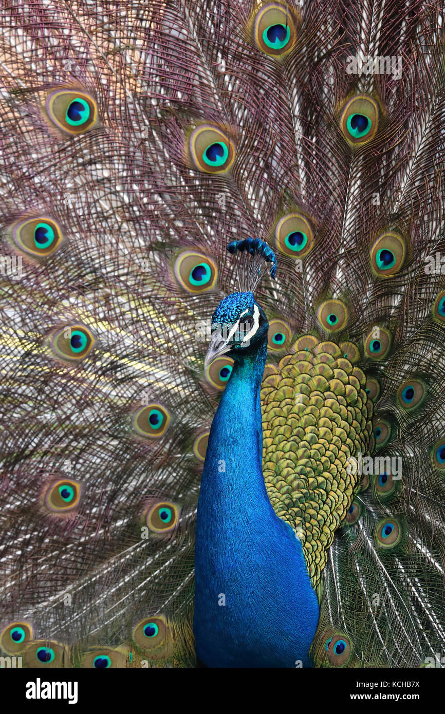Peacock piumaggio, British Columbia, Canada Foto Stock