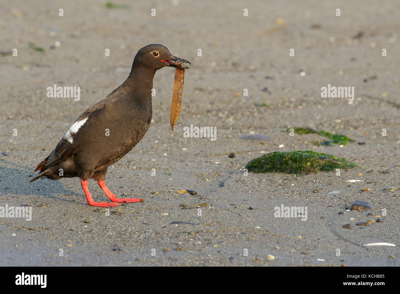 Pigeon Guillemot - (Cepphus columba) su una spiaggia in British Columbia, Canada. Foto Stock