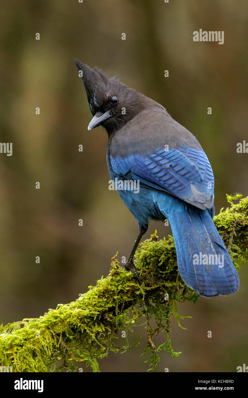 Un Steller Jay (Cyanocitta stelleri) posatoi su un ramo di muschio in Victoria, British Columbia, Canada. Foto Stock