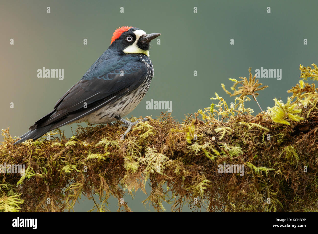 Acorn woodpecker (Melanerpes formicivorus) appollaiato su un ramo in Costa Rica. Foto Stock Acorn woodpecker (Melanerpes formicivorus) appollaiato su un ramo in Costa Rica. Foto Stock