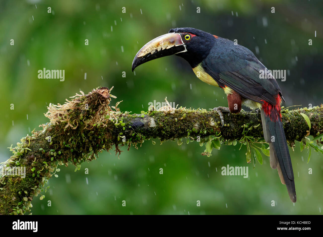 Aracari a collare (Pteroglossus torquatus) appollaiato su un ramo in Costa Rica. Foto Stock