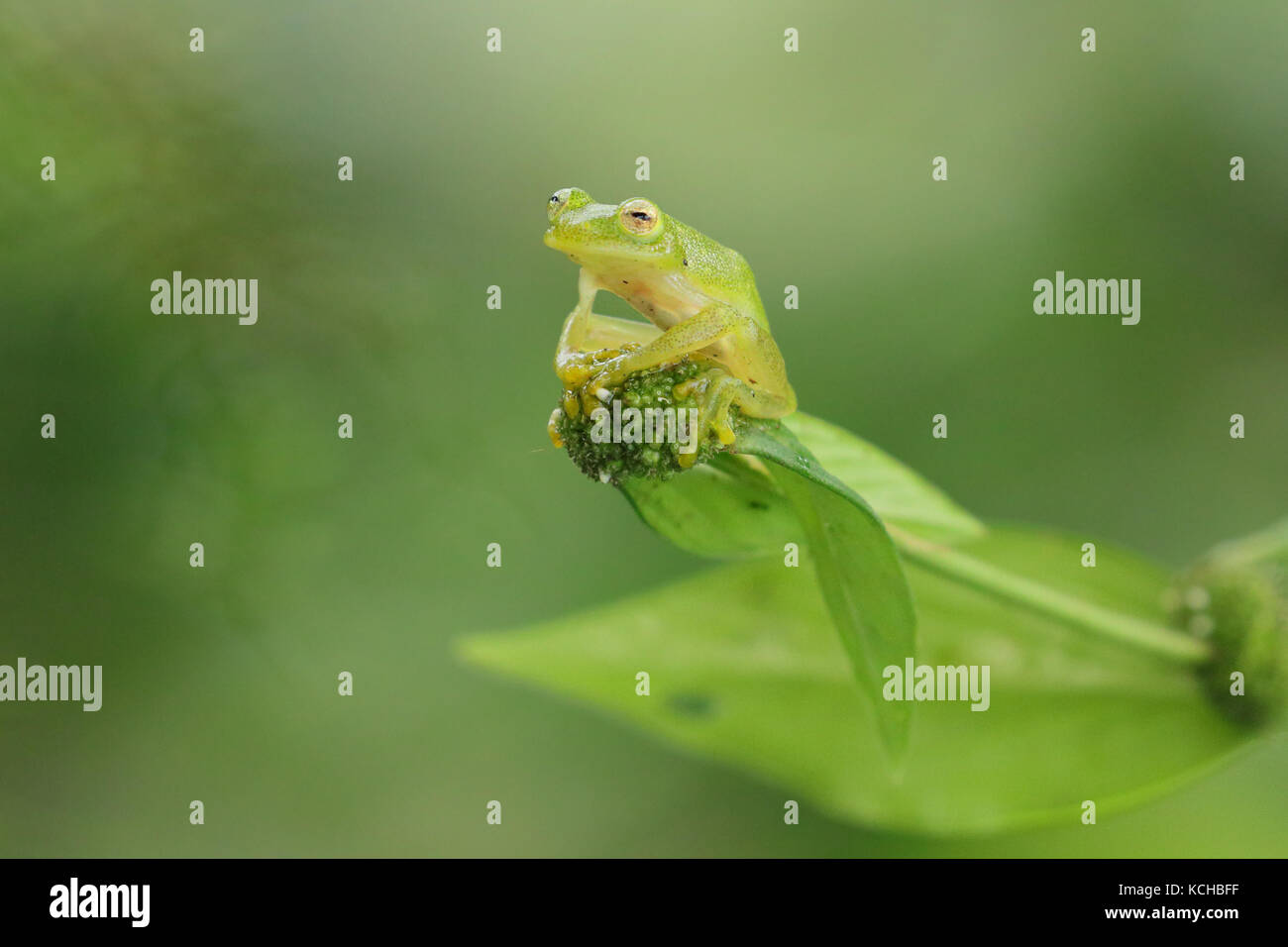 Rana di vetro appollaiato su un ramo in Costa Rica Foto Stock