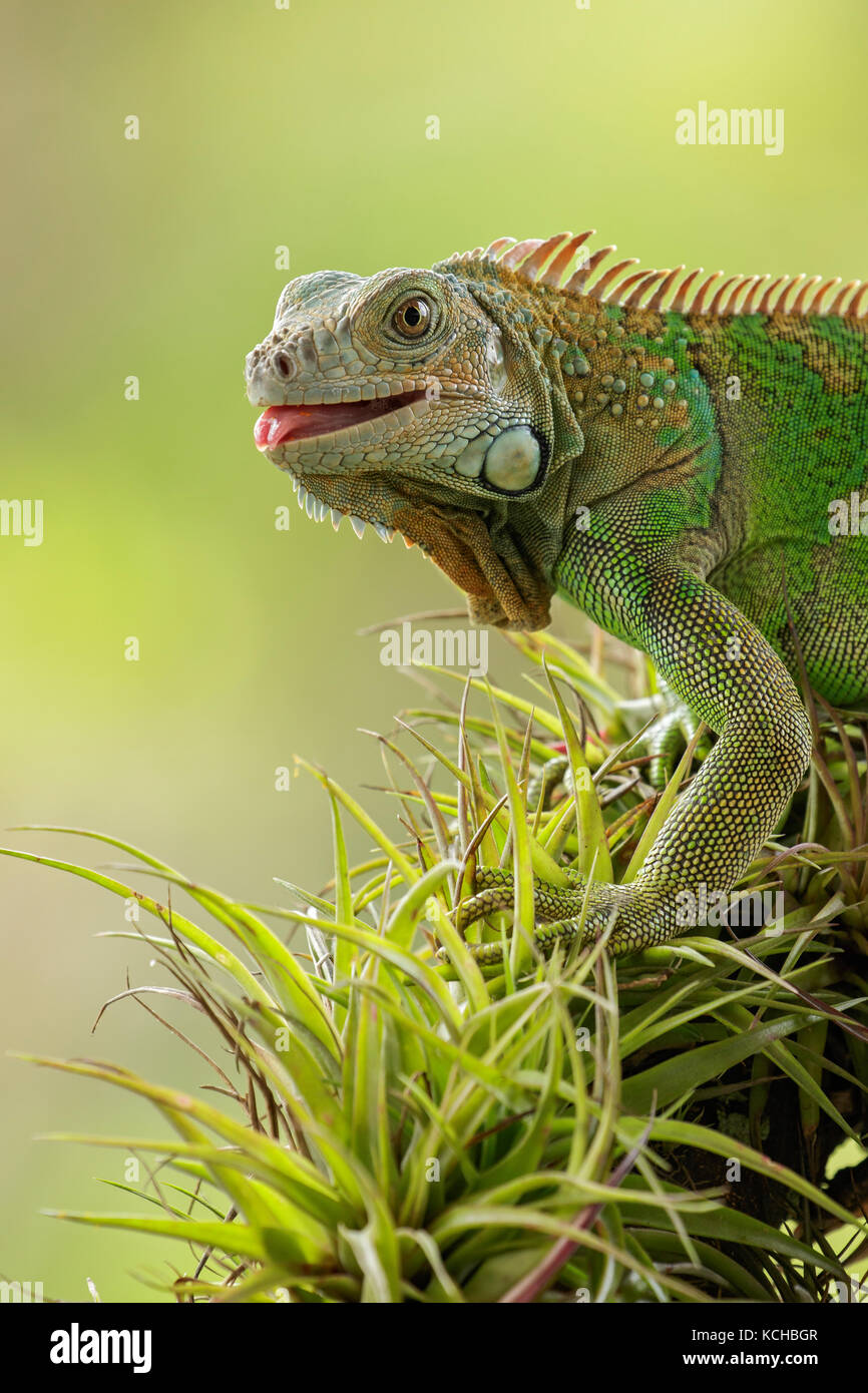 Iguana verde appollaiato su un ramo in Costa Rica Foto Stock