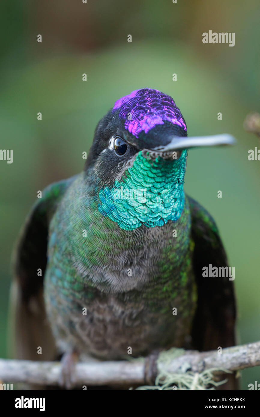 Magnifica Hummingbird (Eugenes fulgens) appollaiato su un ramo in Costa Rica. Foto Stock