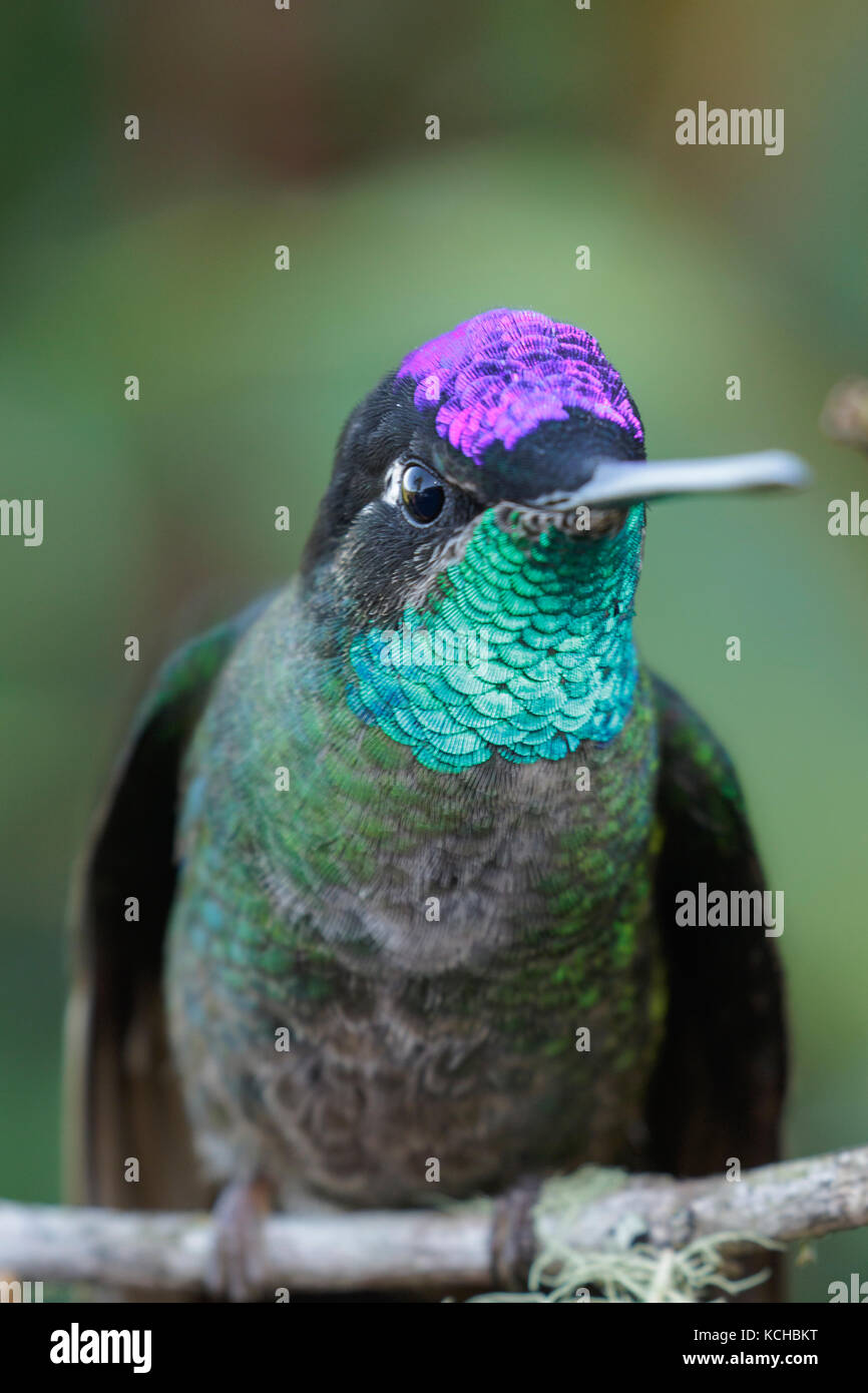 Magnifica Hummingbird (Eugenes fulgens) appollaiato su un ramo in Costa Rica. Foto Stock