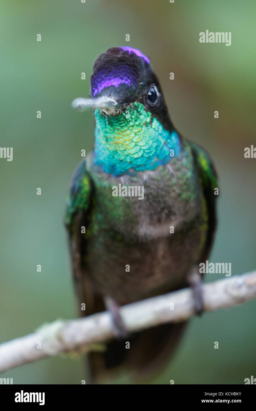 Magnifica Hummingbird (Eugenes fulgens) appollaiato su un ramo in Costa Rica. Foto Stock