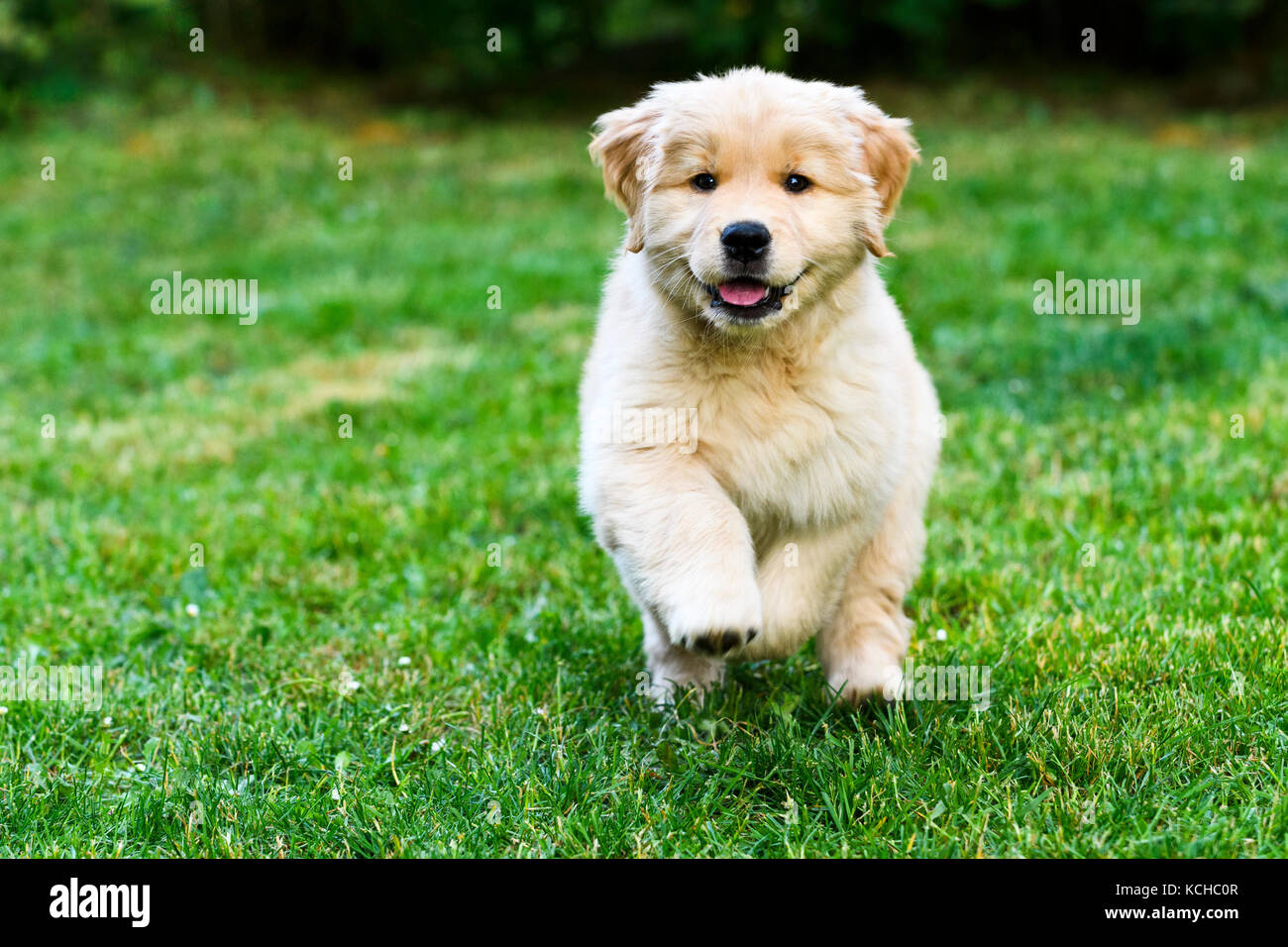 8 settimane vecchio Golden Retriever cucciolo giocando. Foto Stock