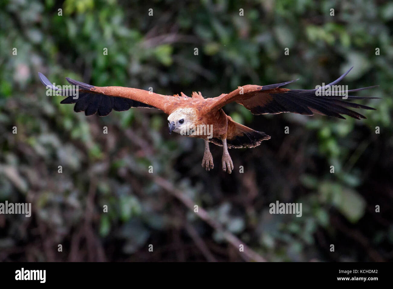 Black Hawk a collare (Busarellus nigricollis) battenti nel Pantanal la regione del Brasile. Foto Stock