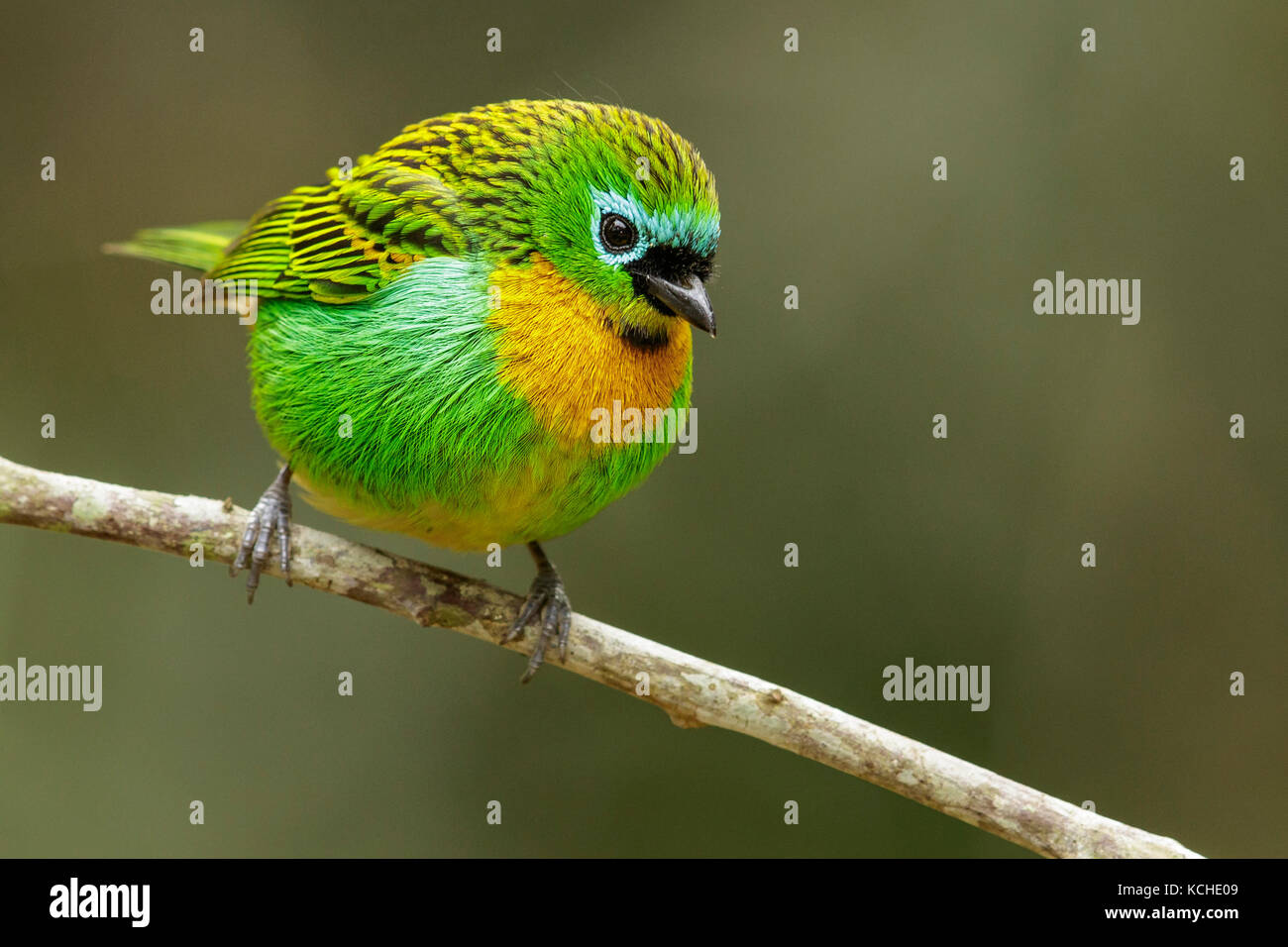 Graffiante-breasted Tanager (Tangara desmaresti) appollaiato su un ramo nella foresta pluviale atlantica Regione del Brasile. Foto Stock