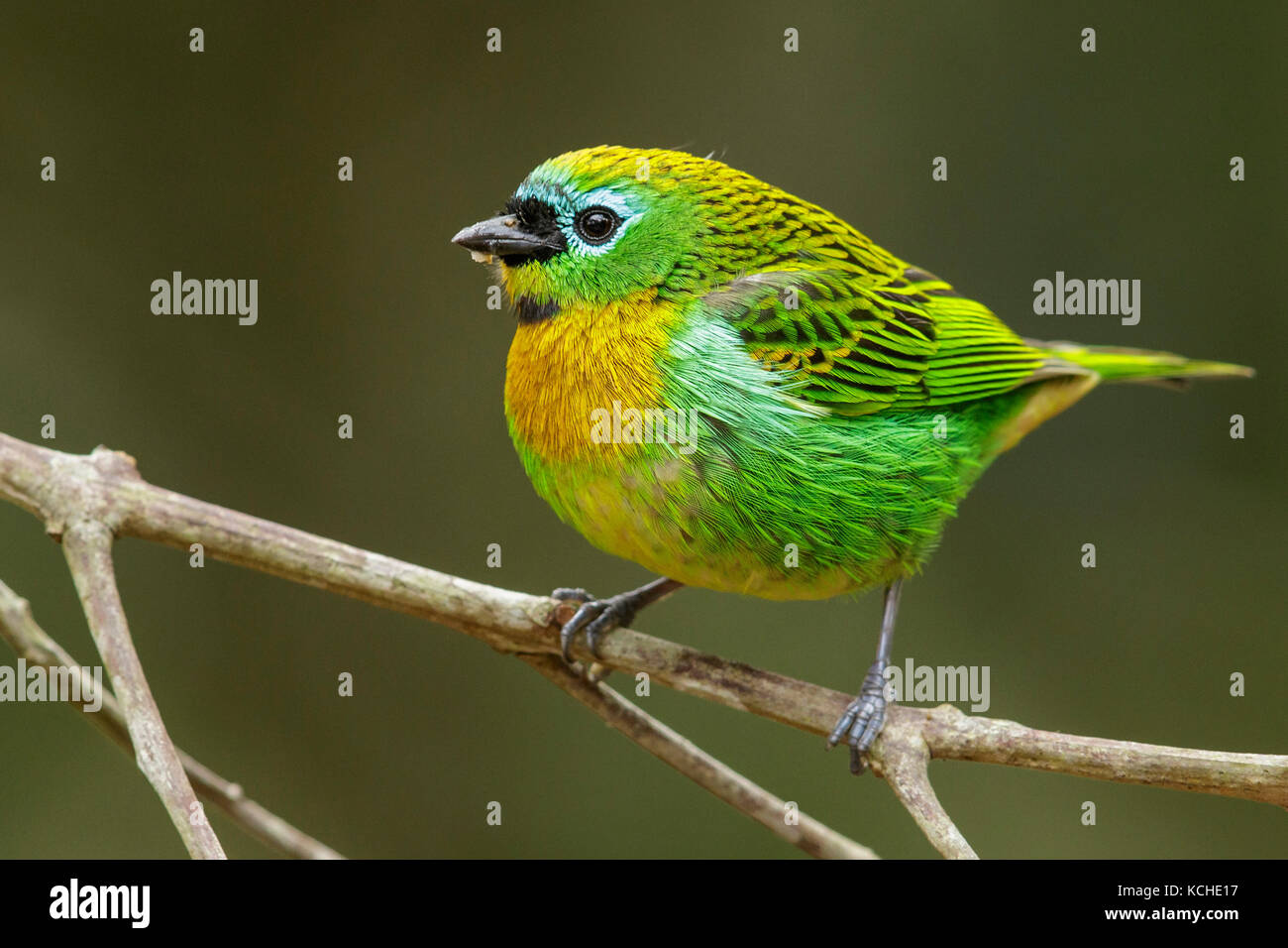 Graffiante-breasted Tanager (Tangara desmaresti) appollaiato su un ramo nella foresta pluviale atlantica Regione del Brasile. Foto Stock