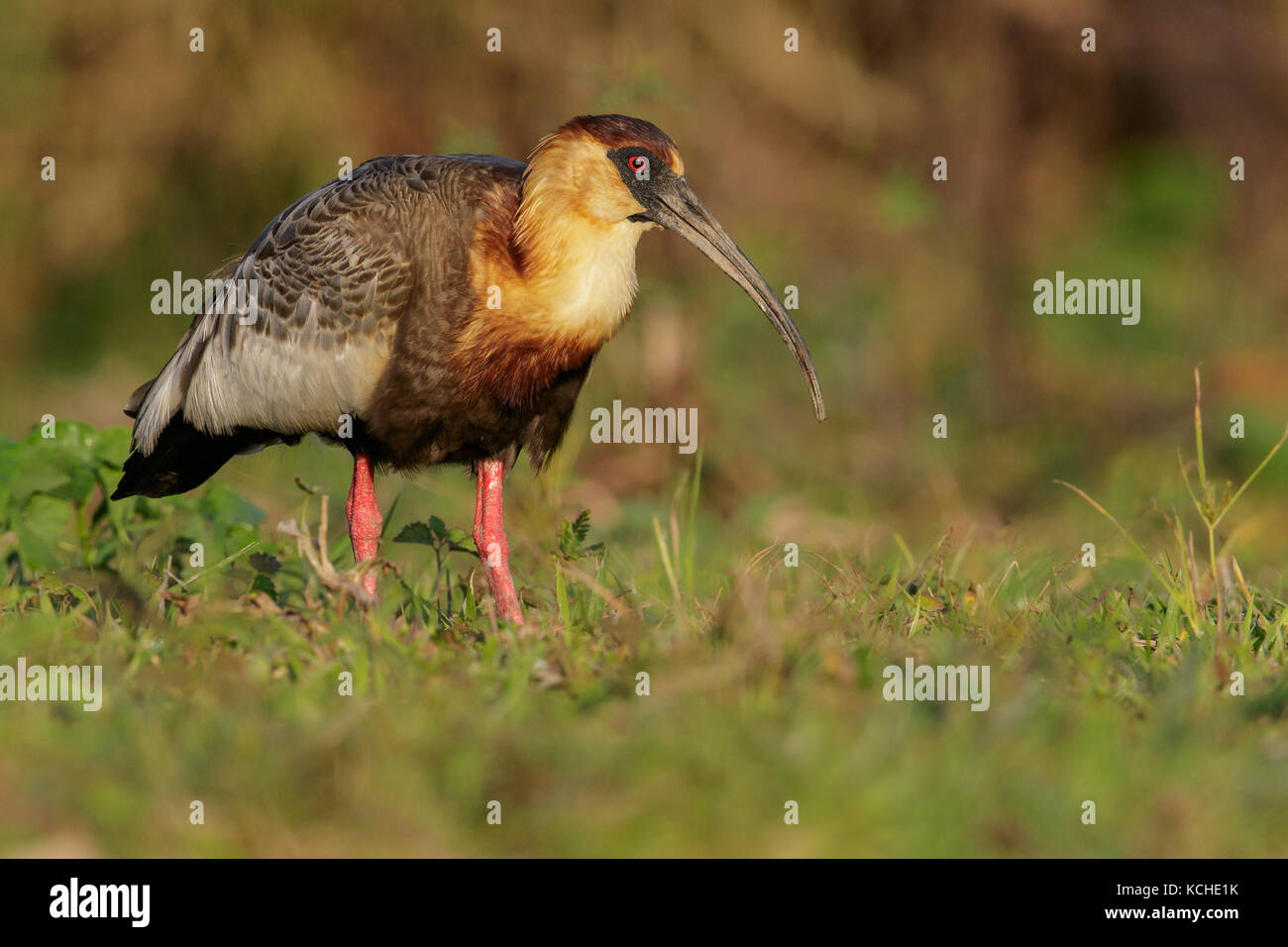 Buff-colli (Ibis Theristicus caudatus) alimentare in una zona umida del Pantanal Regione del Brasile. Foto Stock