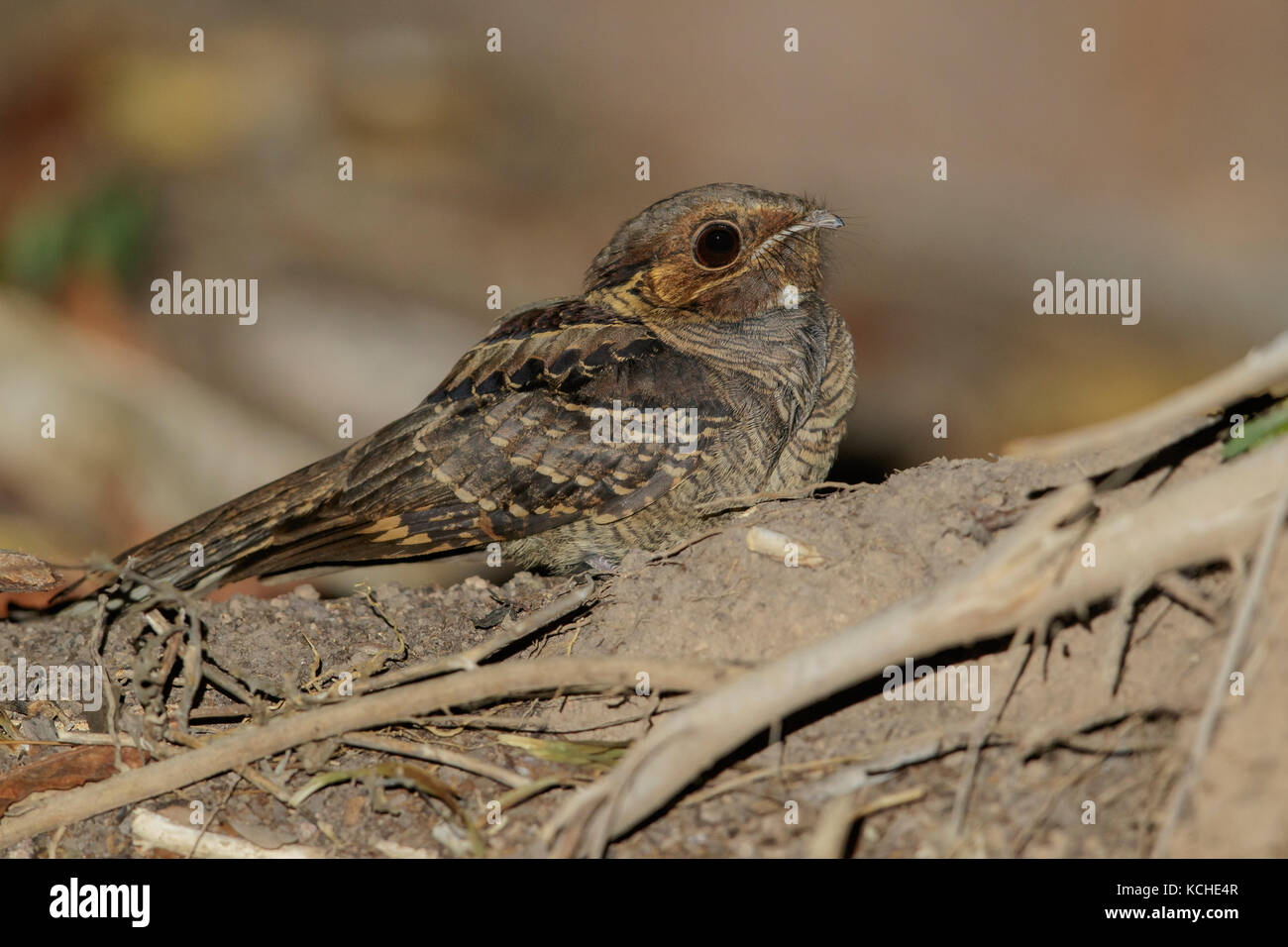 Comune (Pauraque Nyctidromus albicollis) appollaiato sul terreno in Amazzonia del Brasile. Foto Stock