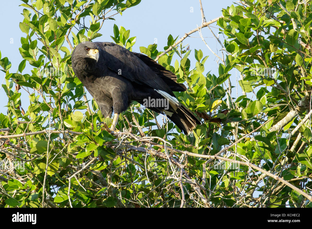 Grande Black Hawk (Buteogallus urubitinga) appollaiato su un ramo del Pantanal Regione del Brasile. Foto Stock