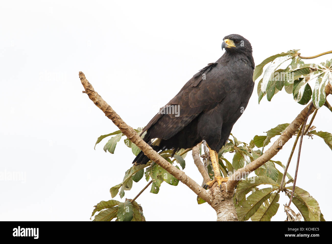 Grande Black Hawk (Buteogallus urubitinga) appollaiato su un ramo del Pantanal Regione del Brasile. Foto Stock