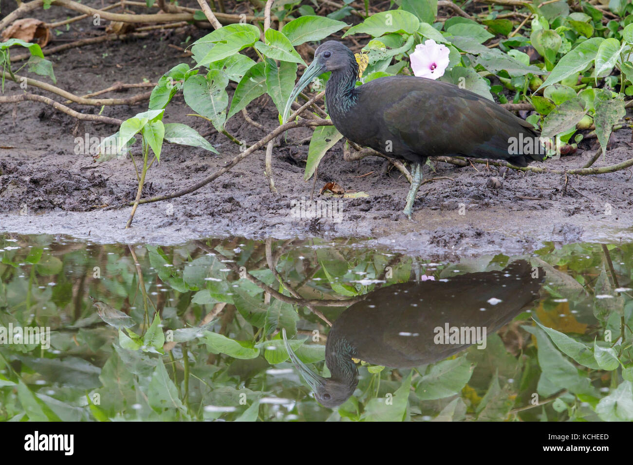 Ibis verde (Mesembrinibis cayennensis) alimentare in una zona umida del Pantanal Regione del Brasile. Foto Stock