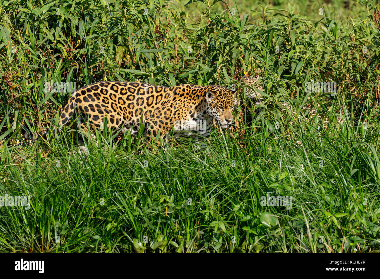 Jaguar in una zona umida del Pantanal Regione del Brasile. Foto Stock