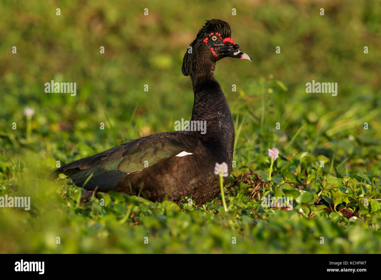 Anatra muta (Cairina moschata) alimentare in una zona umida del Pantanal Regione del Brasile. Foto Stock