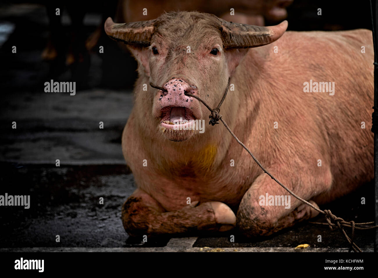 Thailandia buffalo. Bestiame bovino, animale. Foto Stock