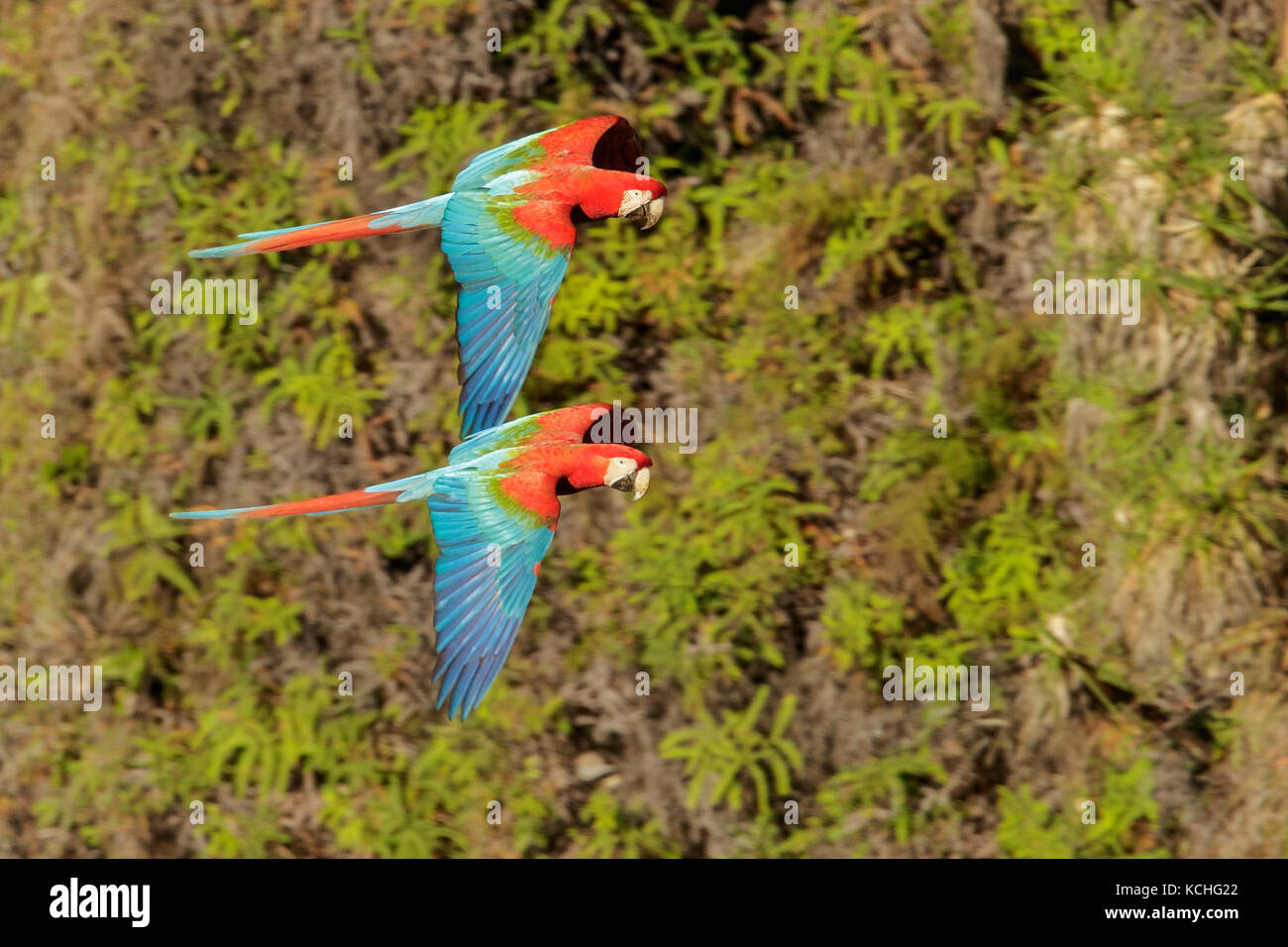 Rosso-verde Macaw (Ara chloroptera) battenti nel Pantanal la regione del Brasile. Foto Stock