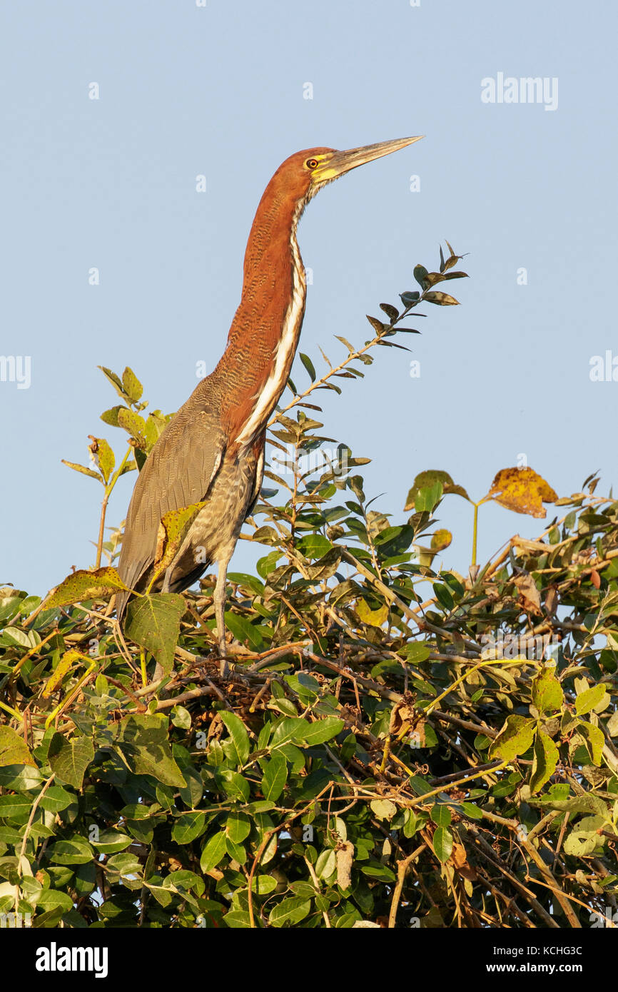 Rufescent Tiger-Heron (Tigrisoma lineatum) appollaiato su un ramo del Pantanal Regione del Brasile. Foto Stock