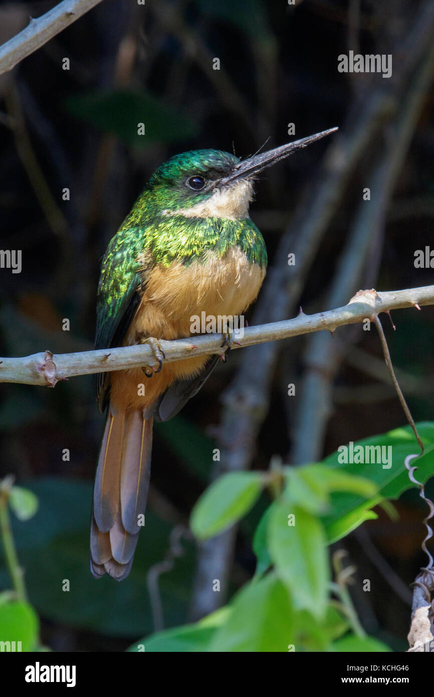 Rufous-tailed Jacamar (Galbula ruficauda) appollaiato su un ramo del Pantanal Regione del Brasile. Foto Stock